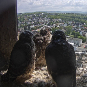 Aussicht Wanderfalken vergrössern