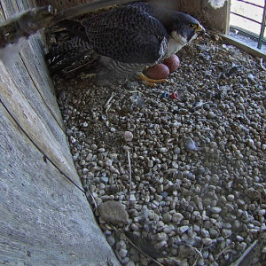 Wanderfalken an der MVA vergrössern